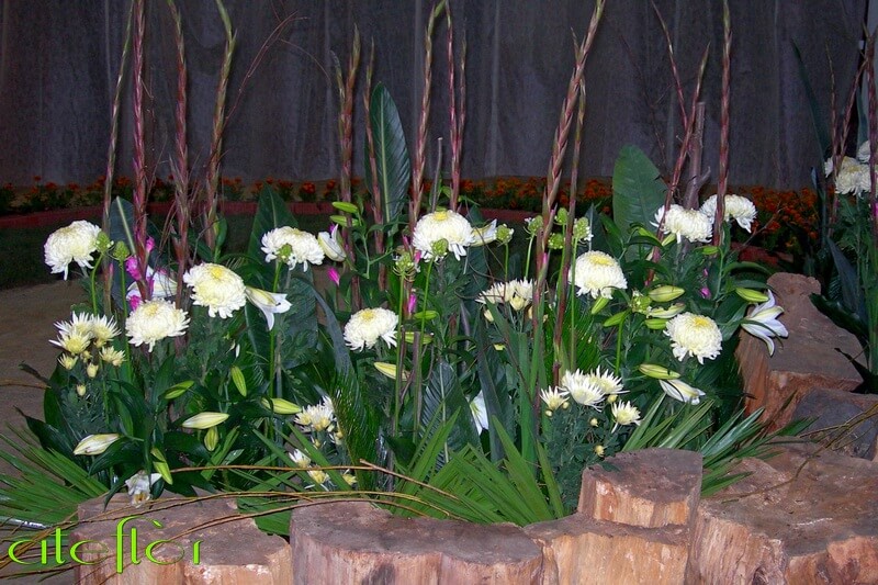 dekoracja_kościoła_białymi_złocieniami_liliami_ i_różowymi_mieczykami_ateflor